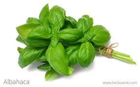 ALBAHACA COMUN