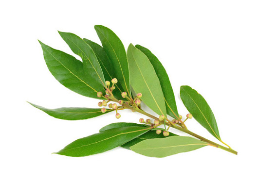 Atado de Laurel