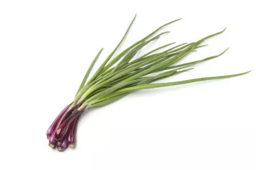 CEBOLLA VERDE