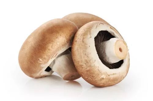 HONGOS