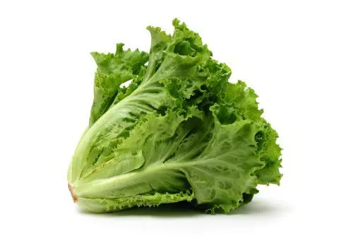 LECHUGA CRESPA